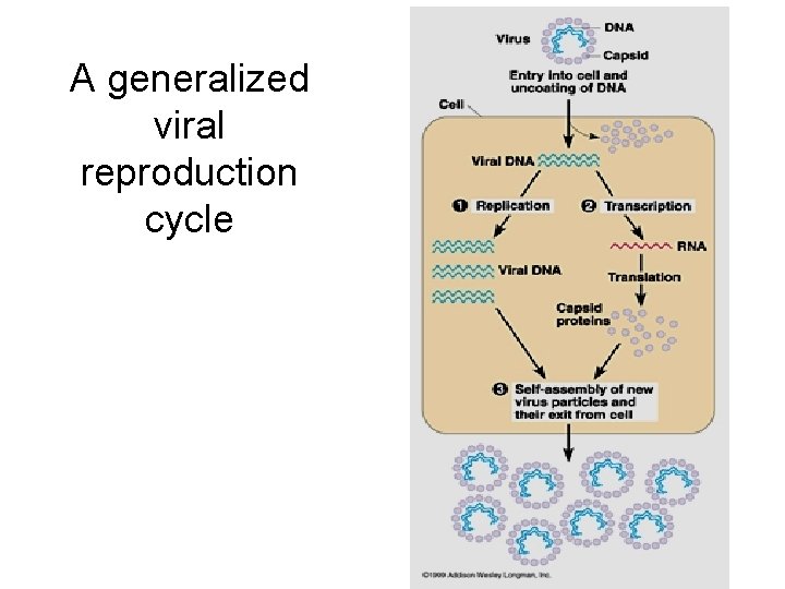 A generalized viral reproduction cycle 