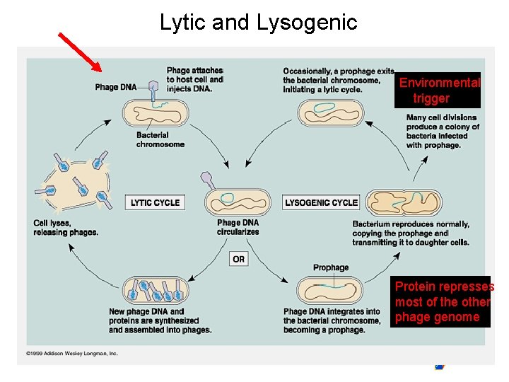 Lytic and Lysogenic Environmental trigger Protein represses most of the other phage genome 