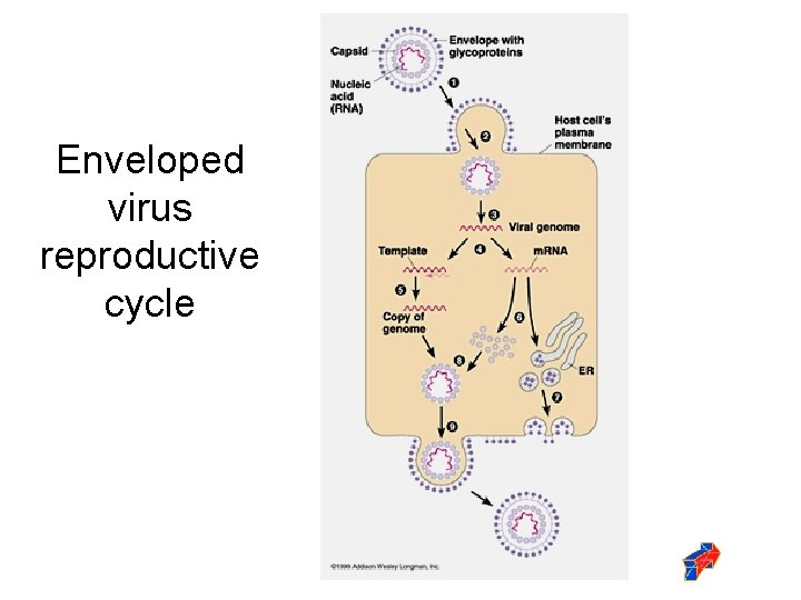 Enveloped virus reproductive cycle 