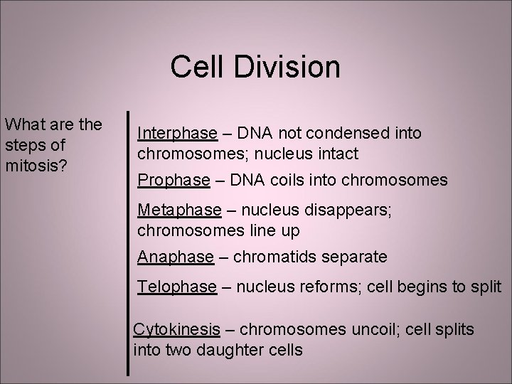 Cell Division What are the steps of mitosis? Interphase – DNA not condensed into