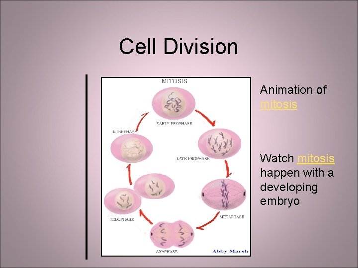 Cell Division Animation of mitosis Watch mitosis happen with a developing embryo 