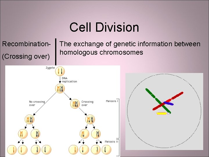 Cell Division Recombination(Crossing over) The exchange of genetic information between homologous chromosomes 