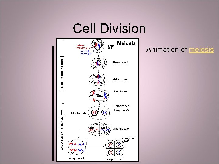 Cell Division Animation of meiosis 