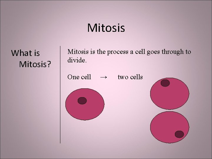Mitosis What is Mitosis? Mitosis is the process a cell goes through to divide.