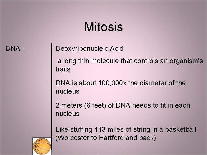 Mitosis DNA - Deoxyribonucleic Acid a long thin molecule that controls an organism’s traits