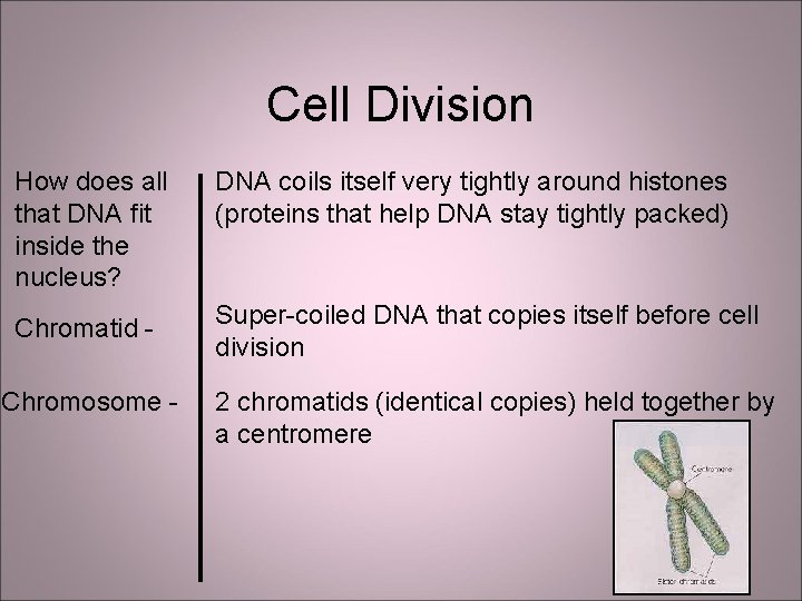Cell Division How does all that DNA fit inside the nucleus? DNA coils itself