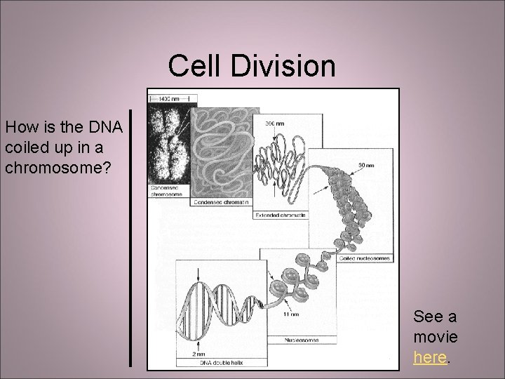 Cell Division How is the DNA coiled up in a chromosome? See a movie