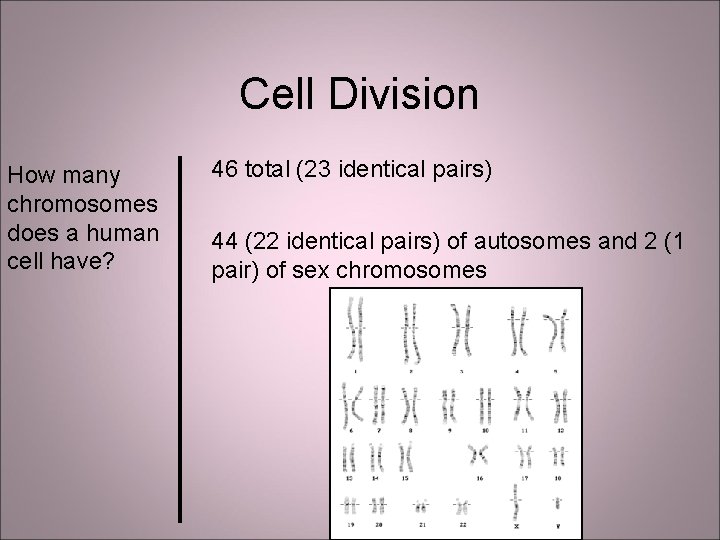 Cell Division How many chromosomes does a human cell have? 46 total (23 identical