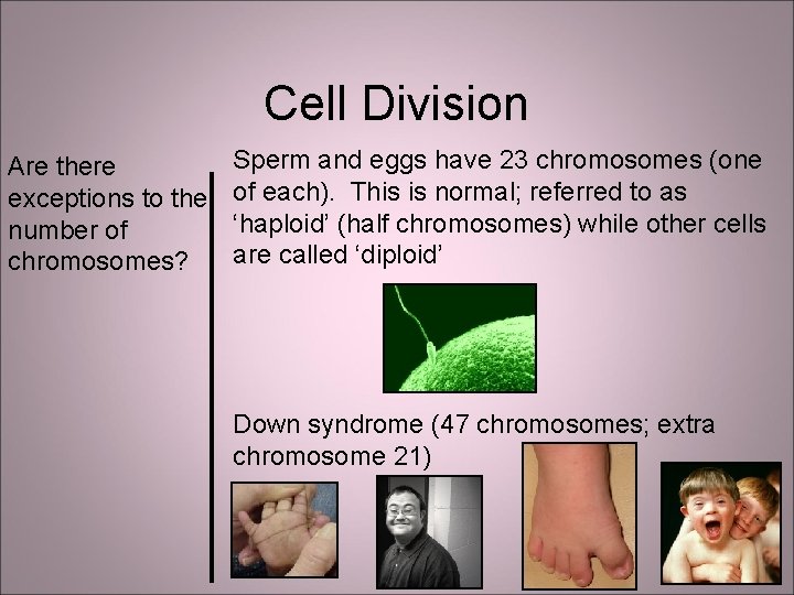 Cell Division Are there exceptions to the number of chromosomes? Sperm and eggs have