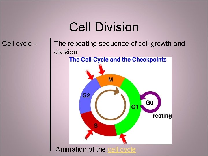 Cell Division Cell cycle - The repeating sequence of cell growth and division Animation