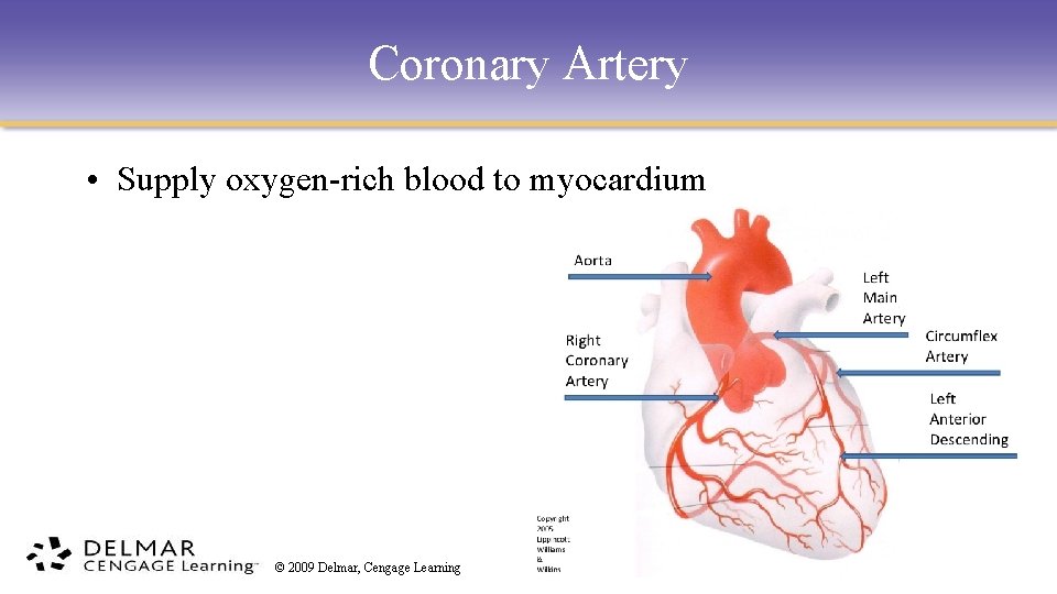 Coronary Artery • Supply oxygen-rich blood to myocardium © 2009 Delmar, Cengage Learning 