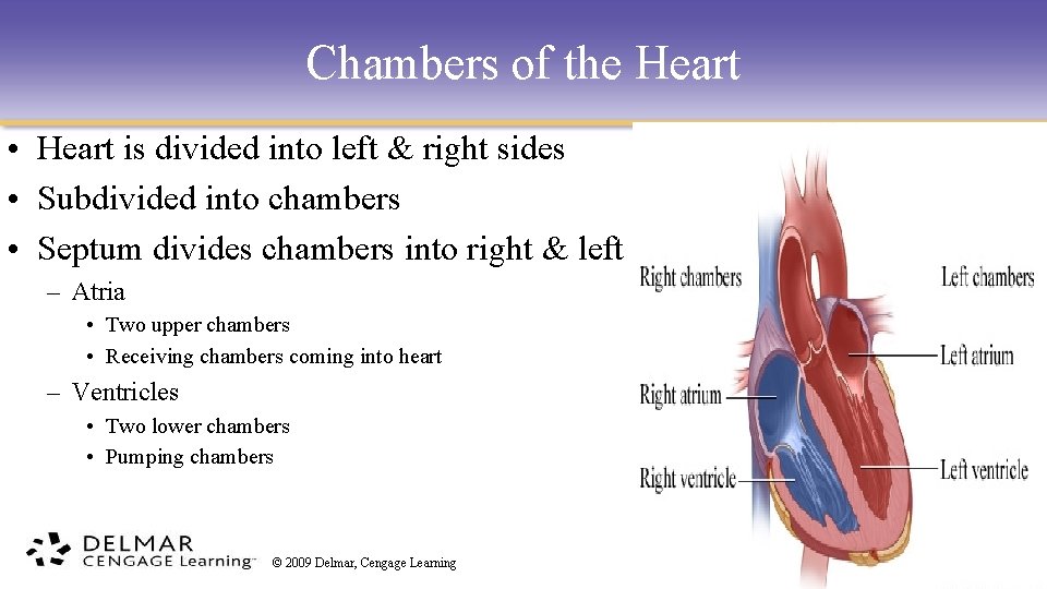 Chambers of the Heart • Heart is divided into left & right sides •