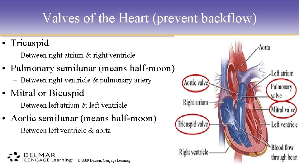 Valves of the Heart (prevent backflow) • Tricuspid – Between right atrium & right