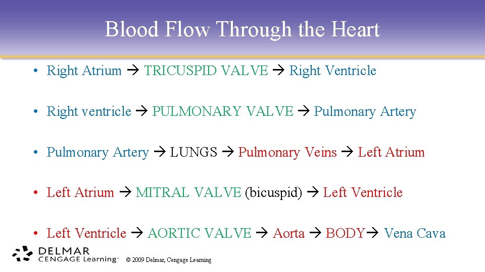 Blood Flow Through the Heart • Right Atrium TRICUSPID VALVE Right Ventricle • Right