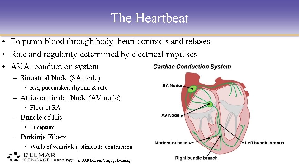The Heartbeat • To pump blood through body, heart contracts and relaxes • Rate