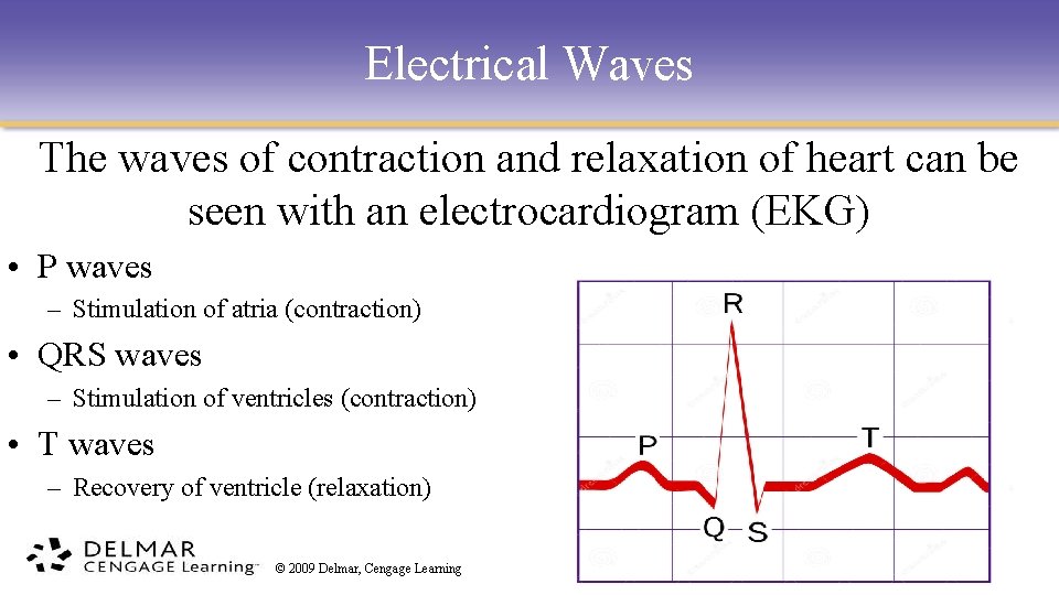 Electrical Waves The waves of contraction and relaxation of heart can be seen with