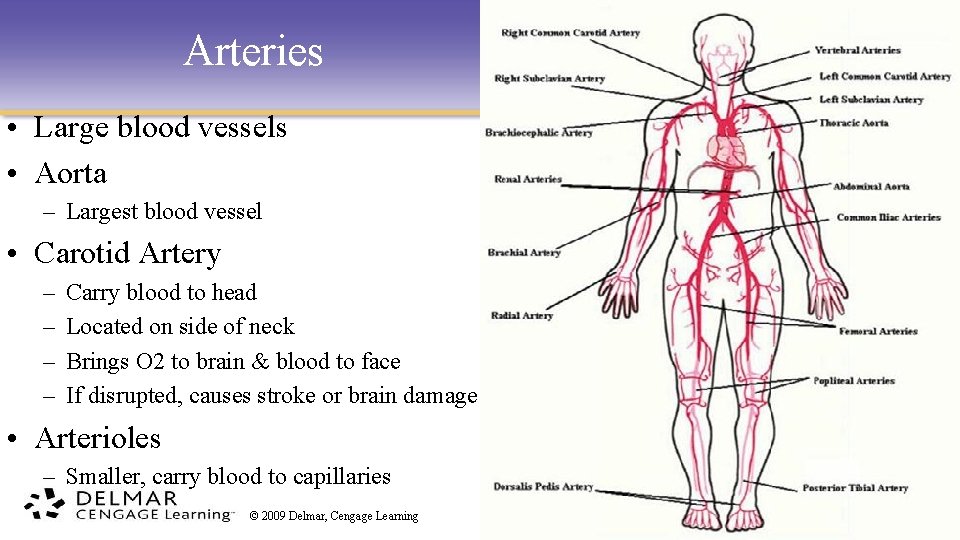 Arteries • Large blood vessels • Aorta – Largest blood vessel • Carotid Artery