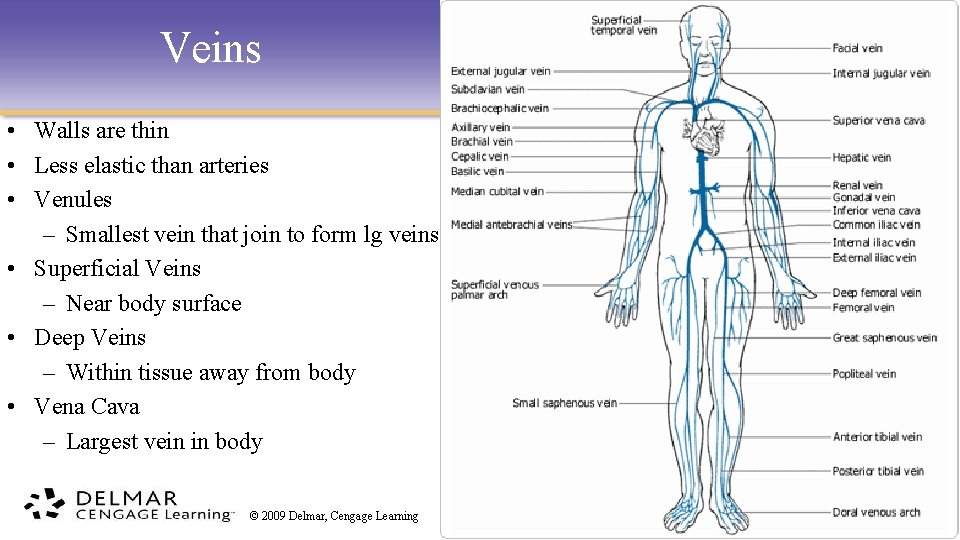 Veins • Walls are thin • Less elastic than arteries • Venules – Smallest