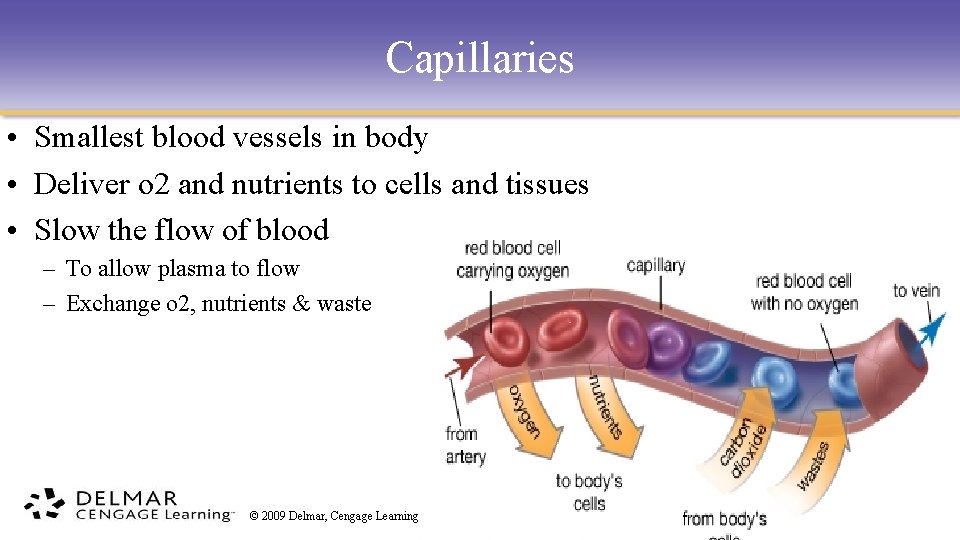 Capillaries • Smallest blood vessels in body • Deliver o 2 and nutrients to