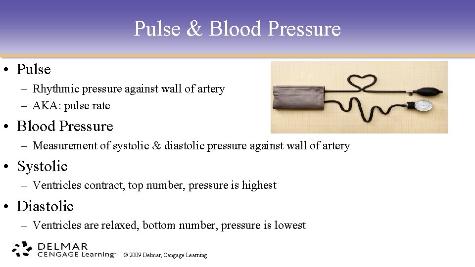 Pulse & Blood Pressure • Pulse – Rhythmic pressure against wall of artery –