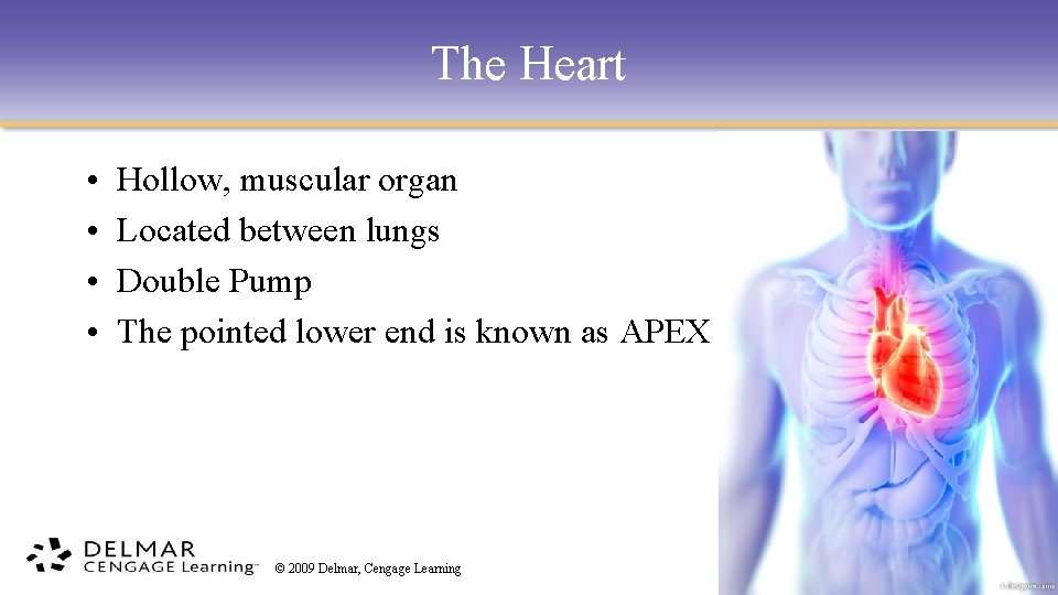 The Heart • • Hollow, muscular organ Located between lungs Double Pump The pointed