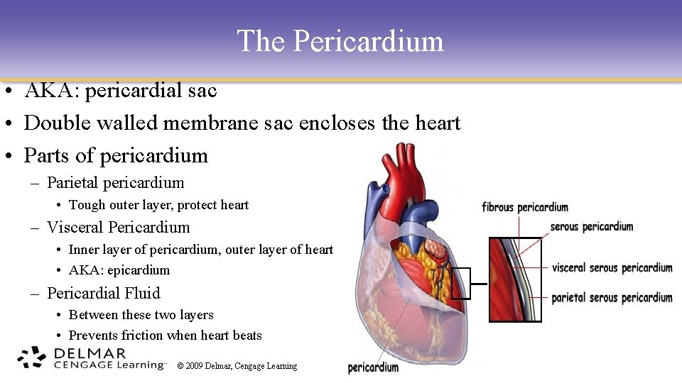 The Pericardium • AKA: pericardial sac • Double walled membrane sac encloses the heart