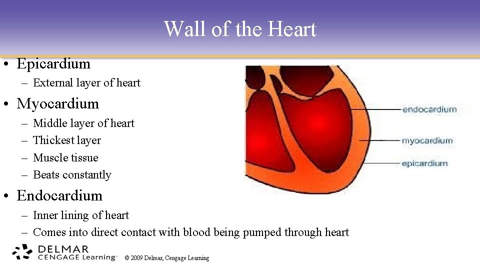 Wall of the Heart • Epicardium – External layer of heart • Myocardium –