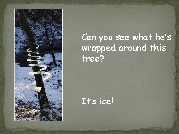 Can you see what he’s wrapped around this tree? It’s ice! 