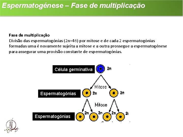 Espermatogénese – Fase de multiplicação Divisão das espermatogónias (2 n=46) por mitose e de