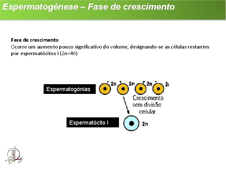 Espermatogénese – Fase de crescimento Ocorre um aumento pouco significativo do volume, designando-se as