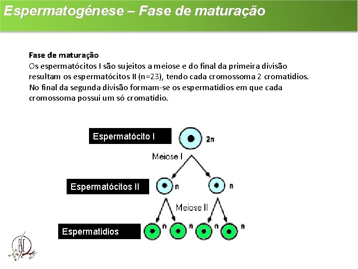 Espermatogénese – Fase de maturação Os espermatócitos I são sujeitos a meiose e do