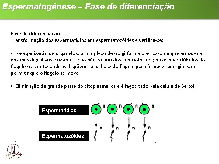 Espermatogénese – Fase de diferenciação Transformação dos espermatidios em espermatozóides e verifica-se: • Reorganização