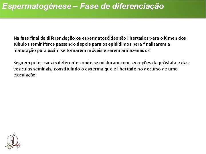 Espermatogénese – Fase de diferenciação Na fase final da diferenciação os espermatozóides são libertados