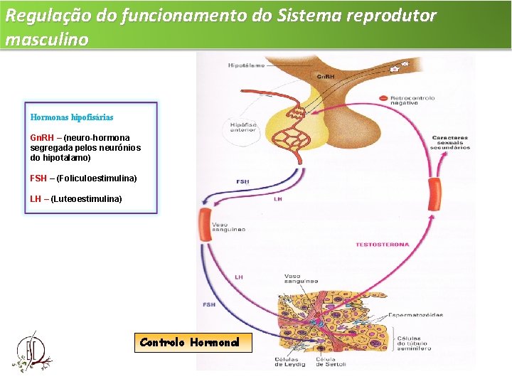 Regulação do funcionamento do Sistema reprodutor masculino Hormonas hipofisárias Gn. RH – (neuro-hormona segregada