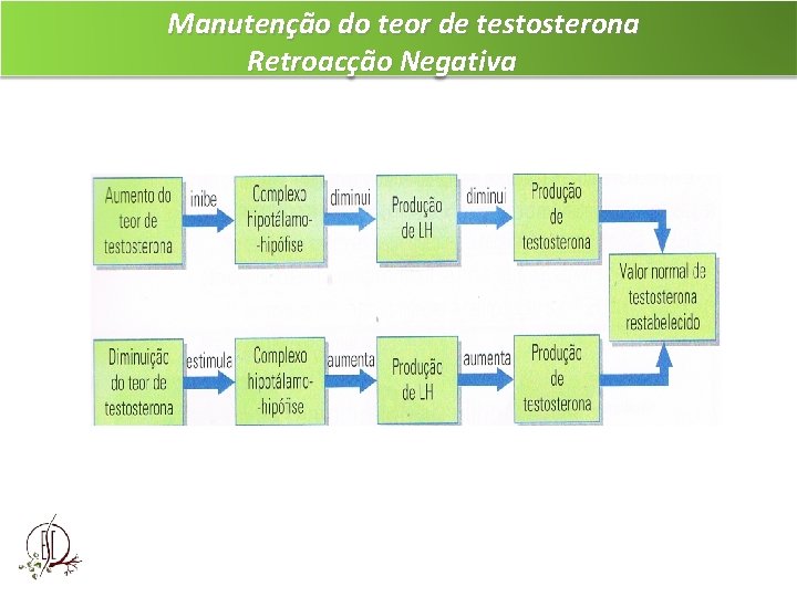 Manutenção do teor de testosterona Retroacção Negativa 