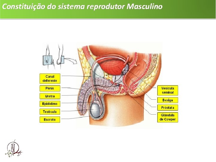 Constituição do sistema reprodutor Masculino 