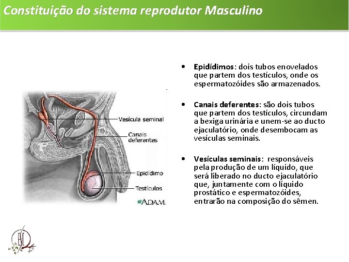 Constituição do sistema reprodutor Masculino • Epidídimos: dois tubos enovelados que partem dos testículos,