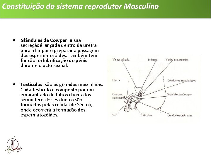 Constituição do sistema reprodutor Masculino • Glândulas de Cowper: a sua secreçãoé lançada dentro