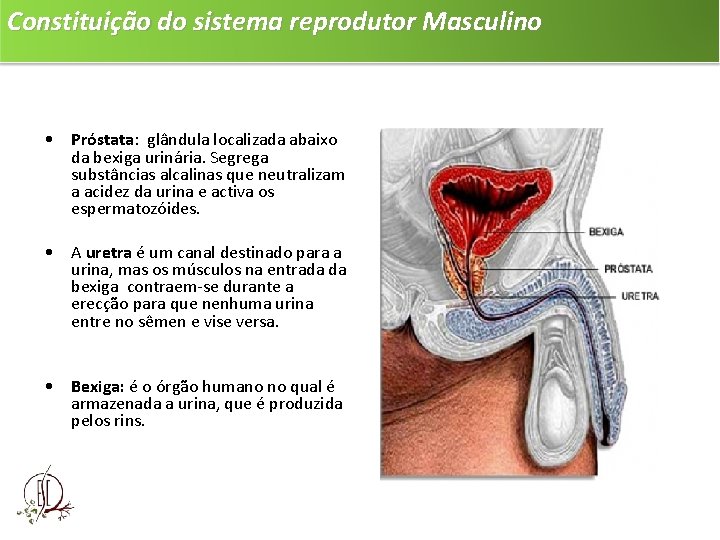 Constituição do sistema reprodutor Masculino • Próstata: glândula localizada abaixo da bexiga urinária. Segrega
