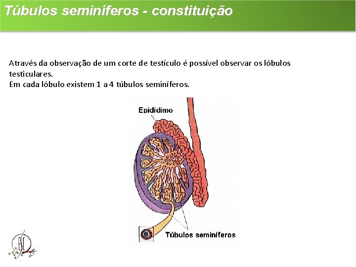 Túbulos seminíferos - constituição Através da observação de um corte de testículo é possível
