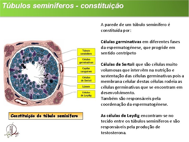 Túbulos seminíferos - constituição A parede de um túbulo seminífero é constituída por: Células