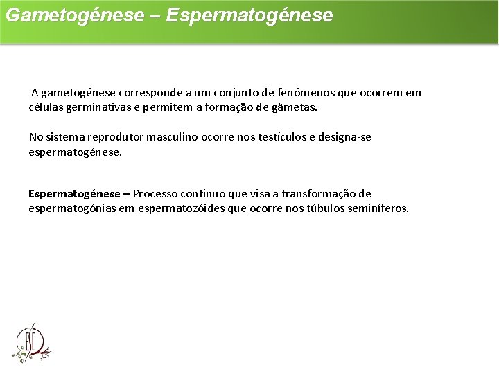 Gametogénese – Espermatogénese A gametogénese corresponde a um conjunto de fenómenos que ocorrem em