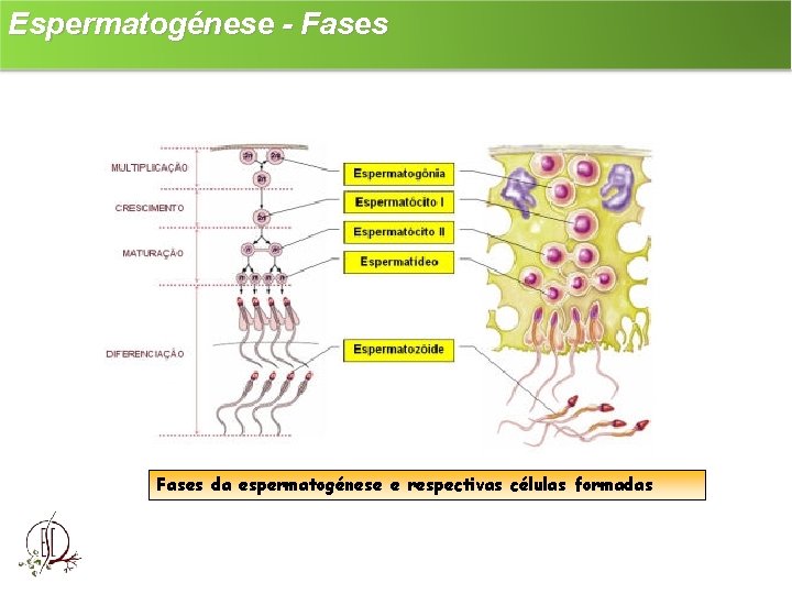 Espermatogénese - Fases da espermatogénese e respectivas células formadas 