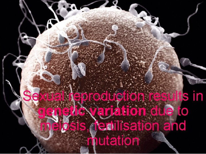 Sexual reproduction results in genetic variation due to meiosis, fertilisation and mutation Sexual reproduction results in genetic variation due to meiosis, fertilisation and mutation
