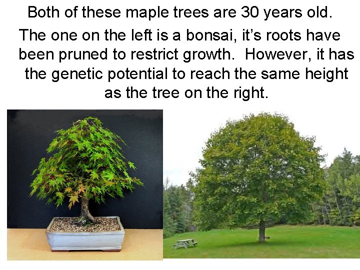 Both of these maple trees are 30 years old. The on the left is Both of these maple trees are 30 years old. The on the left is