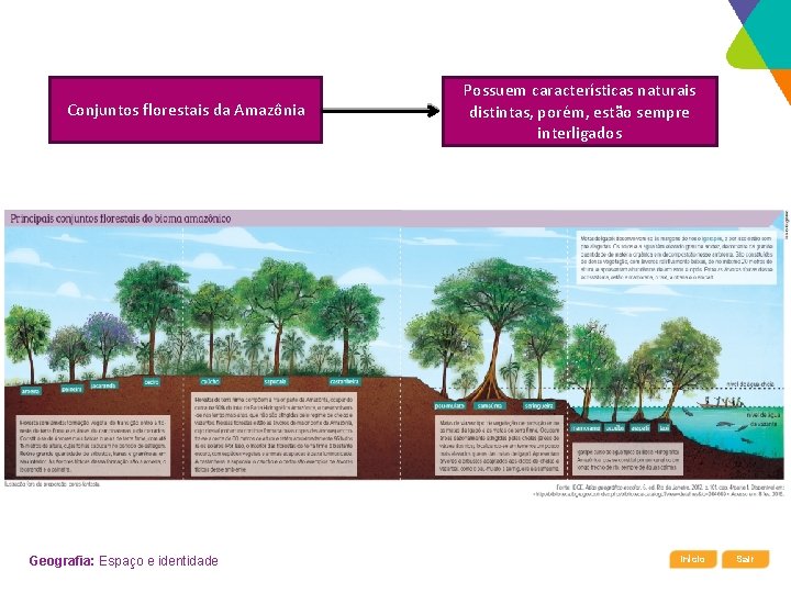 Conjuntos florestais da Amazônia Geografia: Espaço e identidade Possuem características naturais distintas, porém, estão