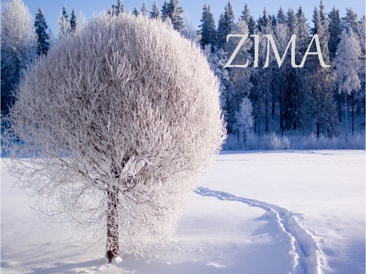 ZIMA 