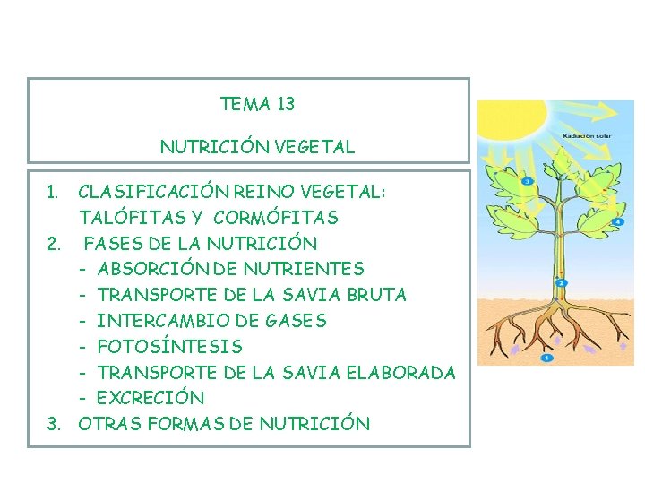 TEMA 13 NUTRICIÓN VEGETAL 1. CLASIFICACIÓN REINO VEGETAL: TALÓFITAS Y CORMÓFITAS 2. FASES DE