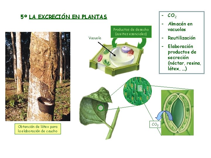 - CO 2 5º LA EXCRECIÓN EN PLANTAS Vacuola - Almacén en vacuolas Productos