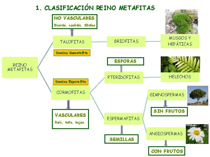 1. CLASIFICACIÓN REINO METAFITAS NO VASCULARES Rizoide, caulidio, filidios TALOFITAS BRIOFITAS MUSGOS Y HEPÁTICAS